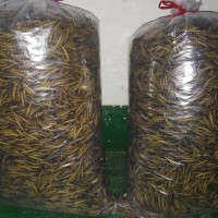 大麥蟲干品 黃粉蟲干 金黃色5-6CM塑料袋密封包裝 龜鳥魚寵物飼料