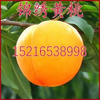 嫁接桃樹苗 錦繡黃桃苗 黃金蜜4號桃樹苗 黃桃樹苗蟠桃黃毛桃果苗