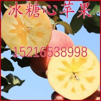 新疆冰糖心蘋果苗 嫁接蘋果樹苗 糖心紅富士蘋果 果樹苗木