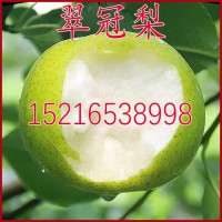 翠冠梨樹苗 翠冠梨苗 嫁接梨苗 82梨樹苗 蜜梨苗南北方種植果樹苗