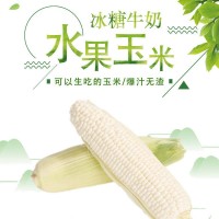 香甜糯玉米種子】四季水果牛奶玉米種子早甜粘白色甜糯