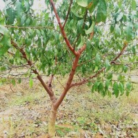 批發(fā)桃樹 占地桃樹 桃子樹 桃苗大桃樹 毛桃樹樁大紅桃 園林果樹