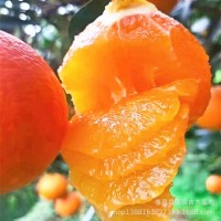 贛南臍橙苗樹苗江西贛南臍橙樹苗盆栽橙子苗 紐荷爾臍橙 園林果樹