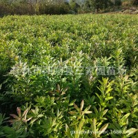 廣西楊梅苗楊梅實生苗楊梅小苗楊梅樹苗砧木楊梅樹芽苗量大優(yōu)惠