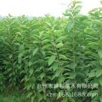批發(fā)嫁接南方中國紅妃櫻桃苗 朱紅櫻桃苗 巴丹早紅櫻桃果樹苗