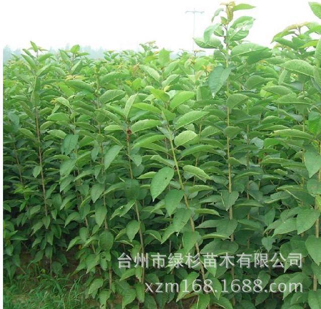 櫻桃苗2