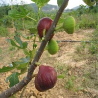 南充百萬株1米波姬紅無花果苗 四川產(chǎn)量高波姬紅無花果樹苗