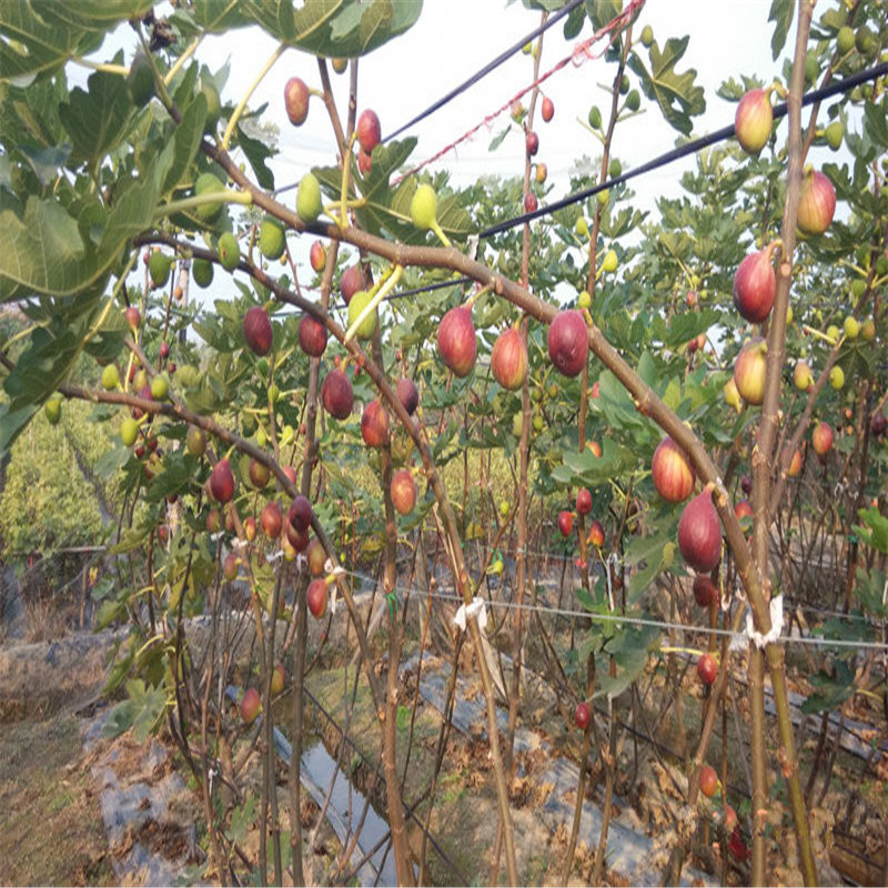 無花果苗