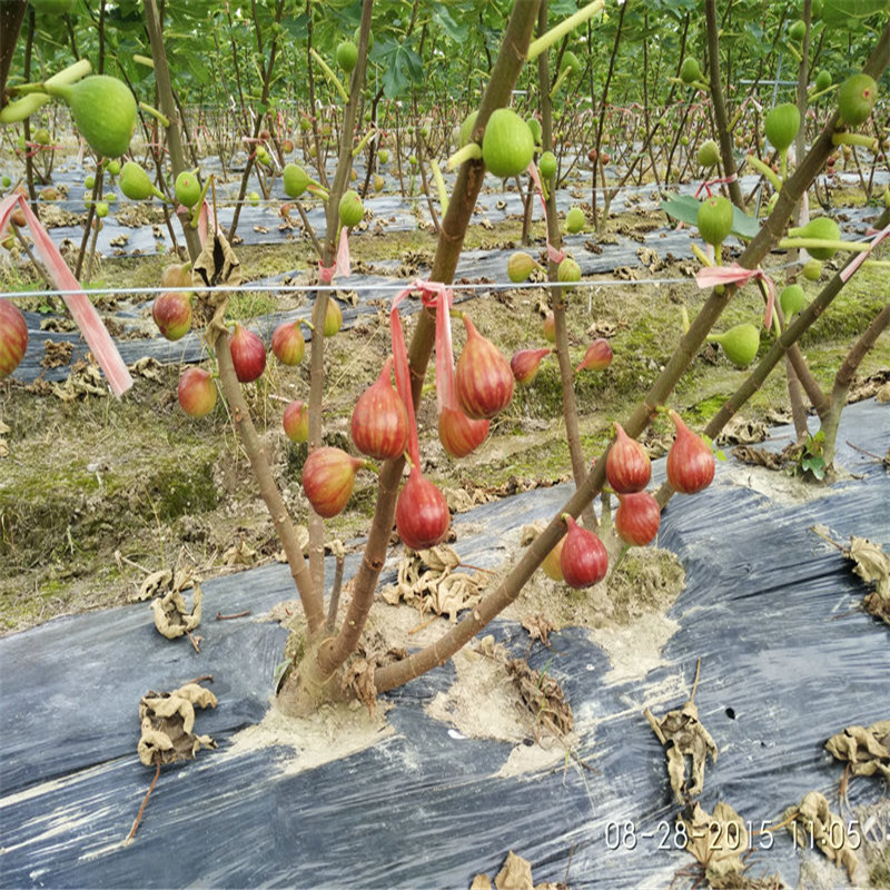 無花果苗
