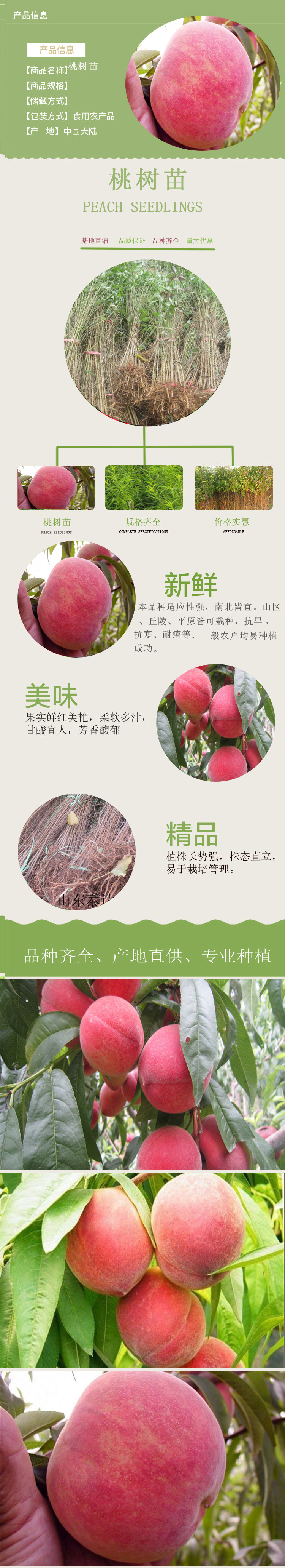 泰達桃樹苗1