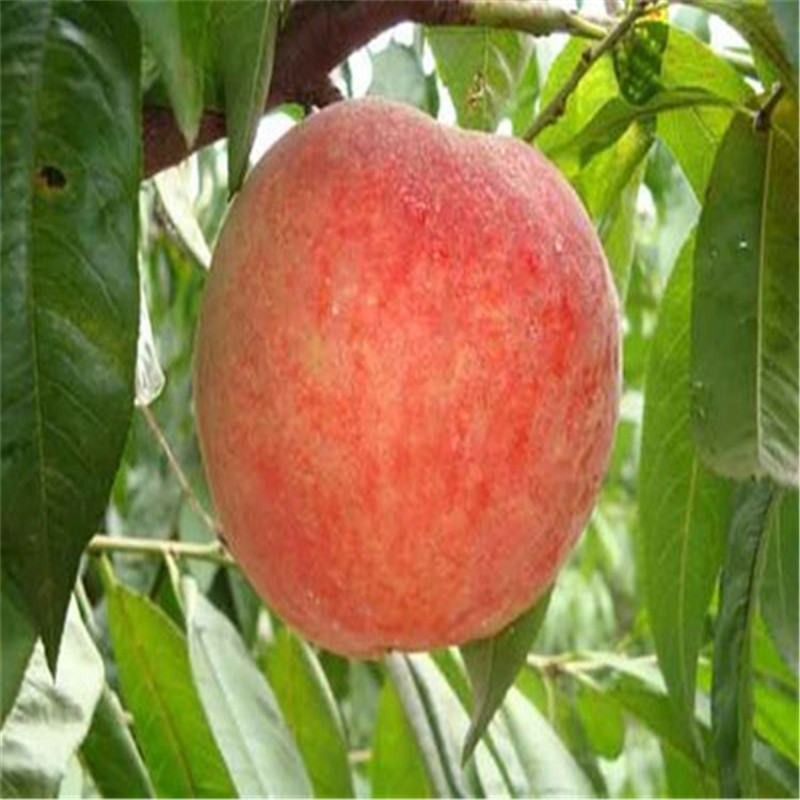桃樹苗
