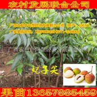 嫁接妃子笑荔枝苗甜早熟高產(chǎn)果樹綠化無核園藝農(nóng)場批發(fā)零南北盆栽