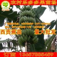西貢蕉金粉一號(hào)果苗樹(shù)銀粉芭蕉組培良種高產(chǎn)當(dāng)年開(kāi)花農(nóng)林場(chǎng)科學(xué)院