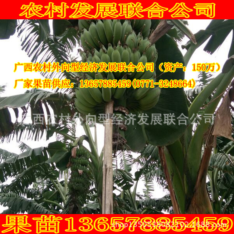 版頭1545