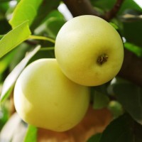 湖南果樹(shù)苗批發(fā) 黃花梨樹(shù)苗 梨樹(shù)種子 南方品種 梨樹(shù)果樹(shù)苗