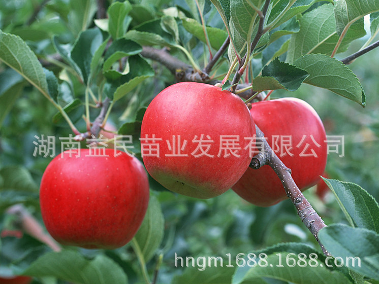 fruit_apple_apple-tree_wallpap