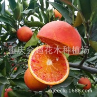大量批發(fā)沃柑苗塔羅科血橙苗 枸橘苗柑橘砧木 柑桔苗