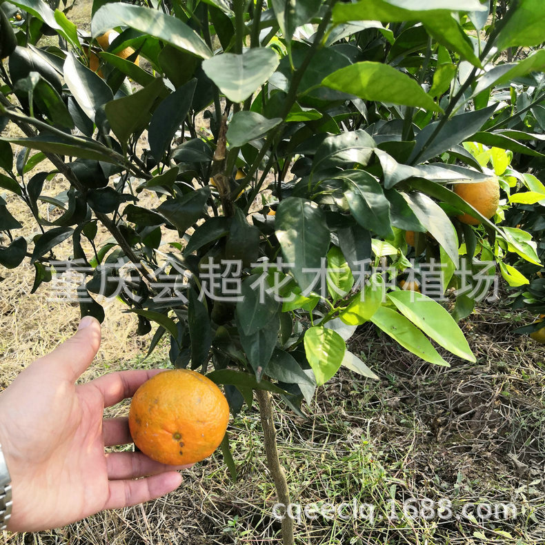 紐荷爾臍橙苗2