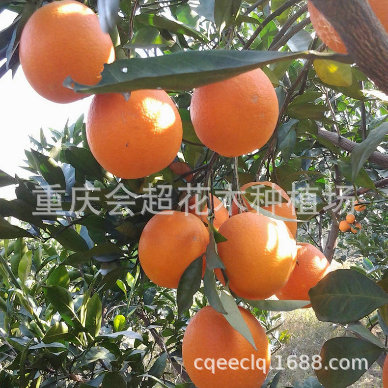 紐荷爾臍橙苗3