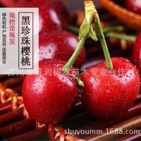 【樹友苗木】黑珍珠嫁接櫻桃苗 櫻桃樹苗 盆栽地栽北方南方種植
