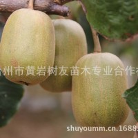 樹友苗木-大量供應紅陽獼猴桃 1-3年嫁接苗大顆紅陽獼猴桃苗