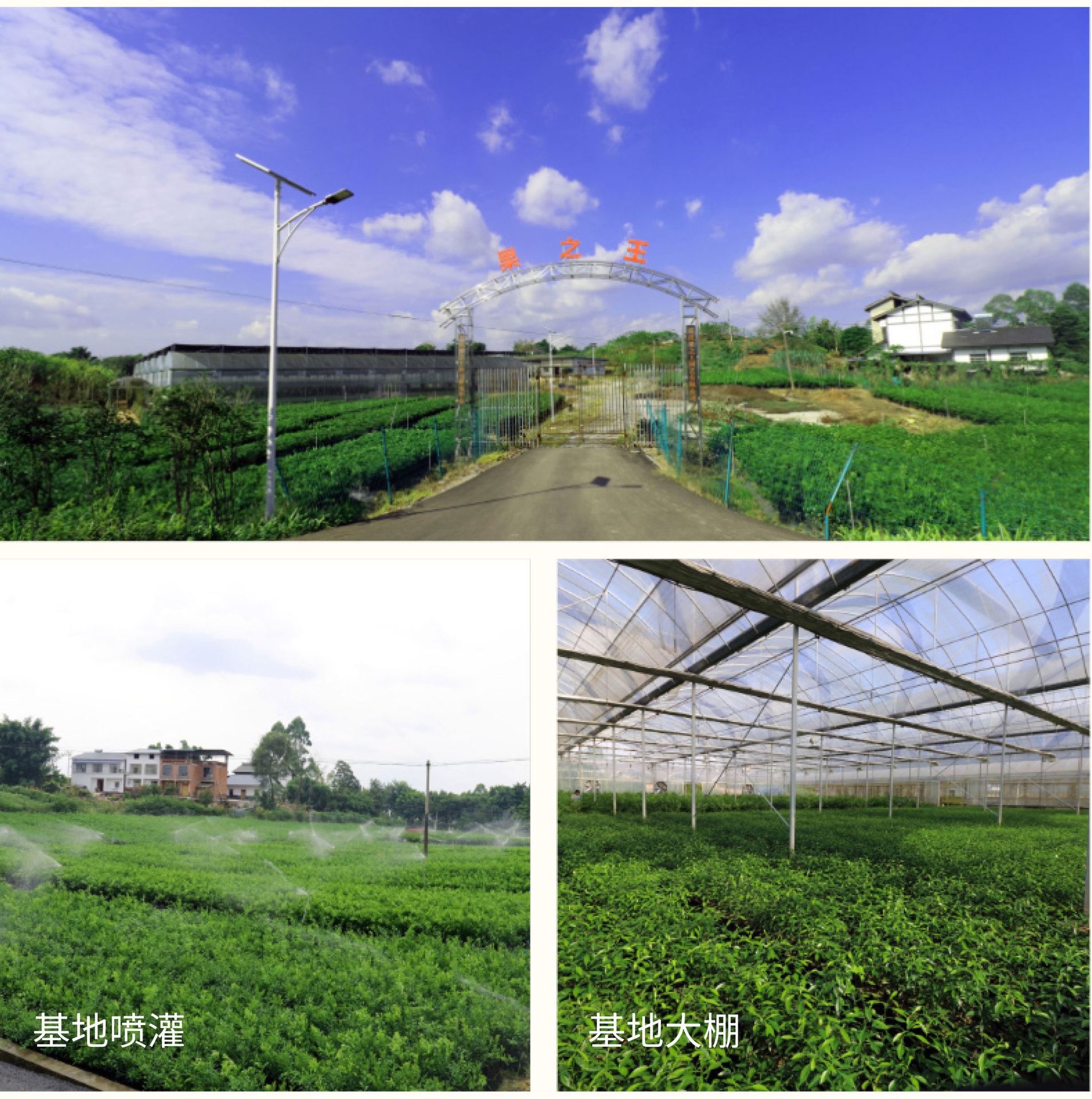 紅妃櫻桃_08