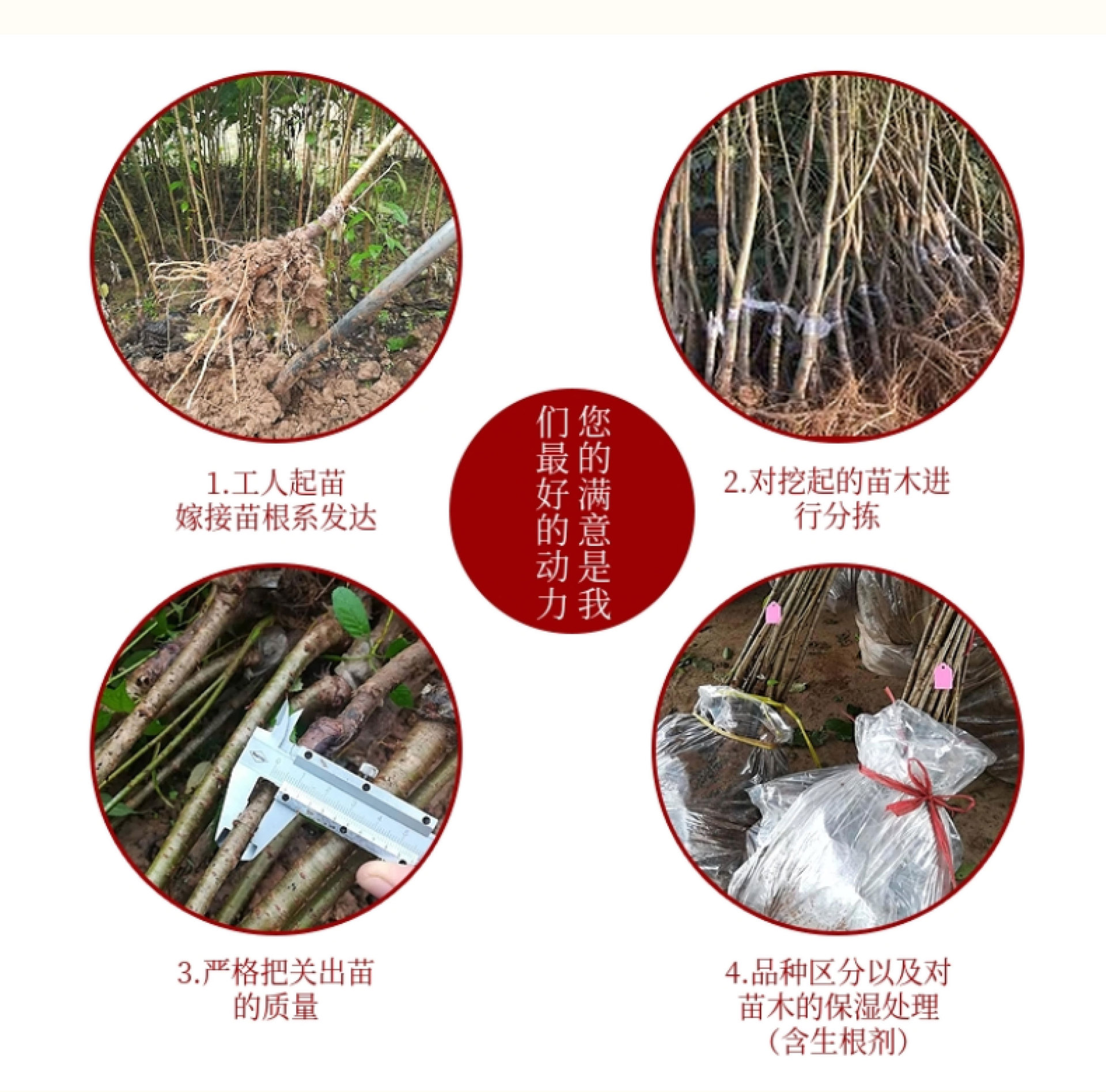 紅妃櫻桃_14