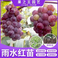 雨水紅葡萄樹苗地栽葡萄果樹苗南方北方種植巨峰夏黑當年高產樹苗