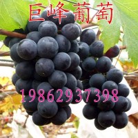 葡萄樹苗 巨峰葡萄苗結(jié)果樹 南北方種植樹苗 巨峰葡萄果樹苗