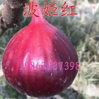 波姬紅無花果樹苗 盆栽地栽無花果苗庭院果樹南北方種植當年結(jié)