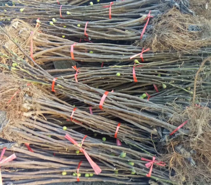 無(wú)花果3