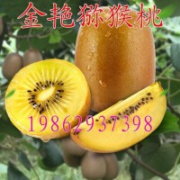 獼猴桃果樹(shù)苗 金艷獼猴桃 獼猴桃樹(shù)苗庭院盆栽北方南方種植果樹(shù)