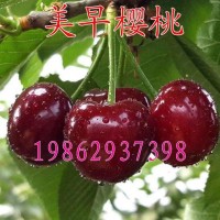 大櫻桃樹苗 美早櫻桃苗 嫁接櫻桃苗 南北方種植果樹苗可盆栽地栽