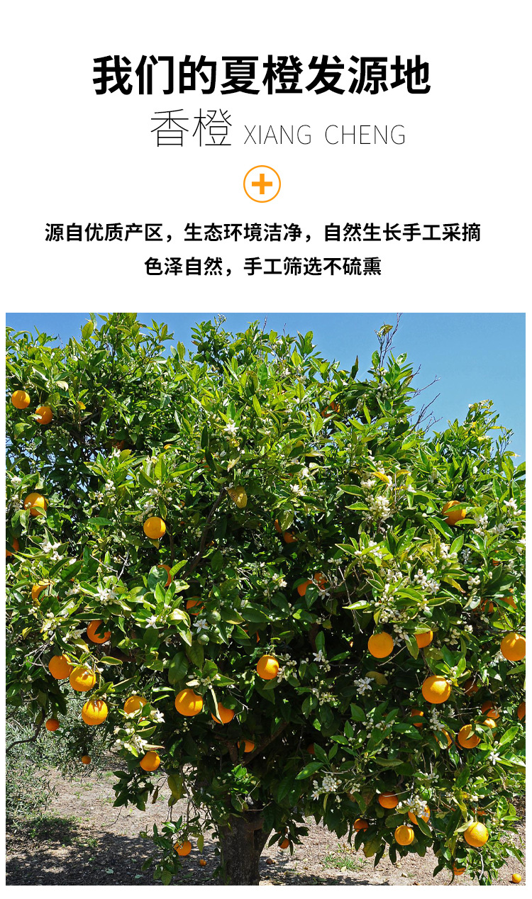 香橙片_04.jpg