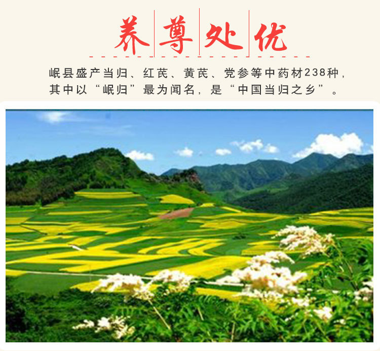 當(dāng)歸大條-U_06.jpg