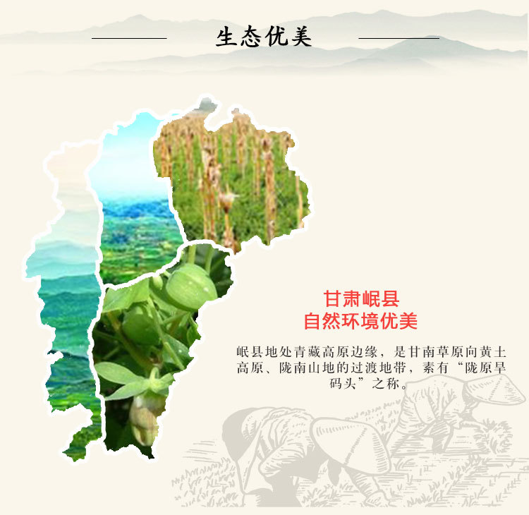 當(dāng)歸大條-U_05.jpg