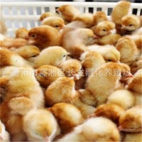 湖南廠家供應(yīng)海蘭裼蛋雞高營養(yǎng)雞苗批發(fā)包郵