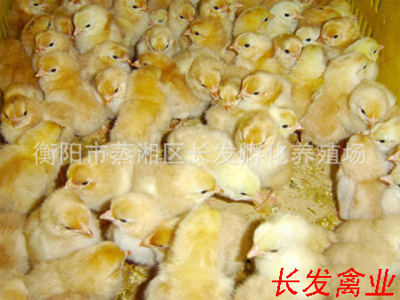50fdc41f1cca7f7d29ea5fd3eb50e6