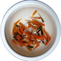 3-5CM小型冷水魚淡水魚觀賞魚擺攤飼料魚小金魚紅草金魚錦鯽活體