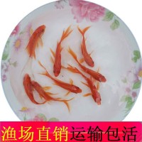5-7CM擺攤撈釣小金魚小紅草錦鯽活體飼料魚冷水觀賞魚活魚苗批發(fā)