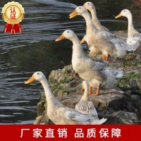 蛋鴨母廟廠家直供批發(fā)包運輸包路途成活價格優(yōu)惠