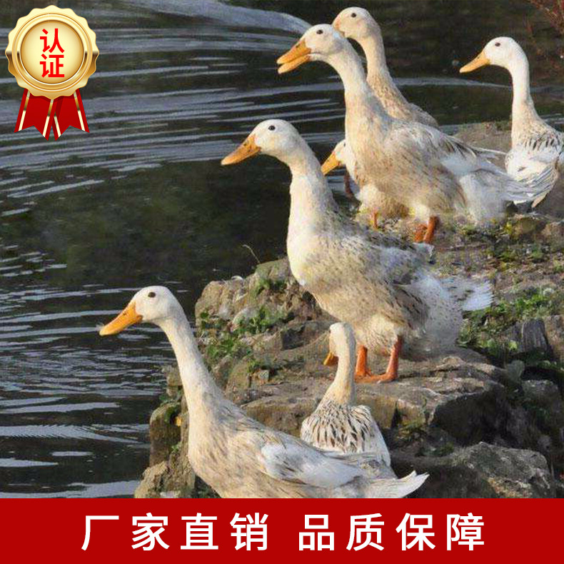 江南蛋鴨03.jpg