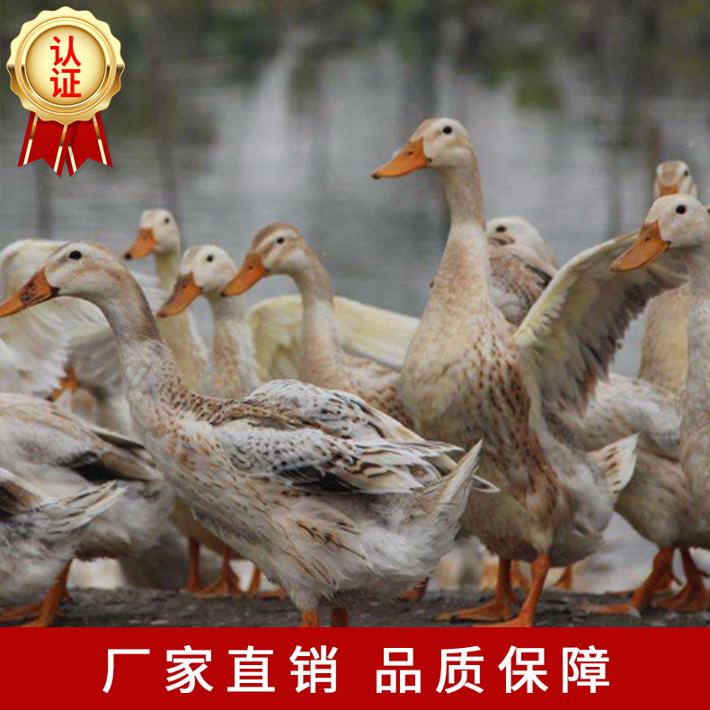江南蛋鴨01.jpg