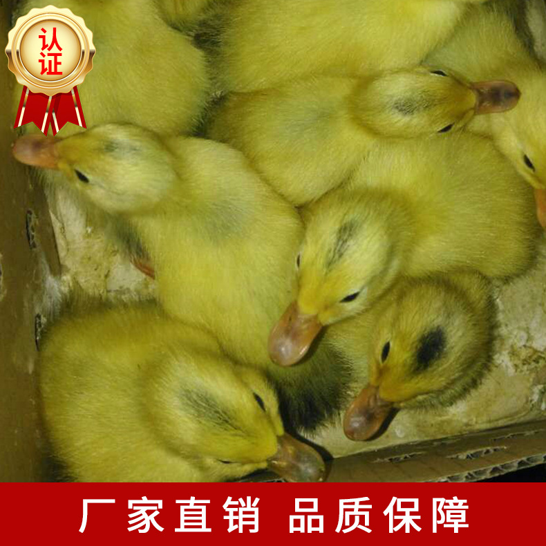 江南蛋鴨02.jpg
