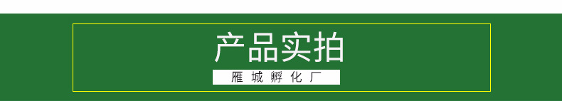 雁城詳情頁-青腳土雞苗_04.jpg