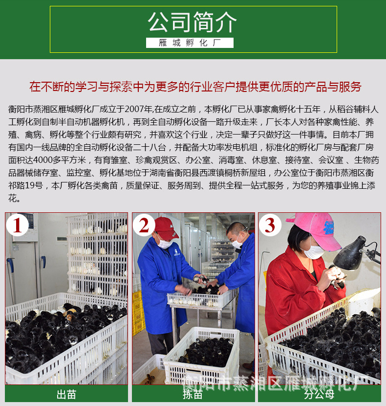 雁城詳情頁-青腳土雞苗_06.jpg