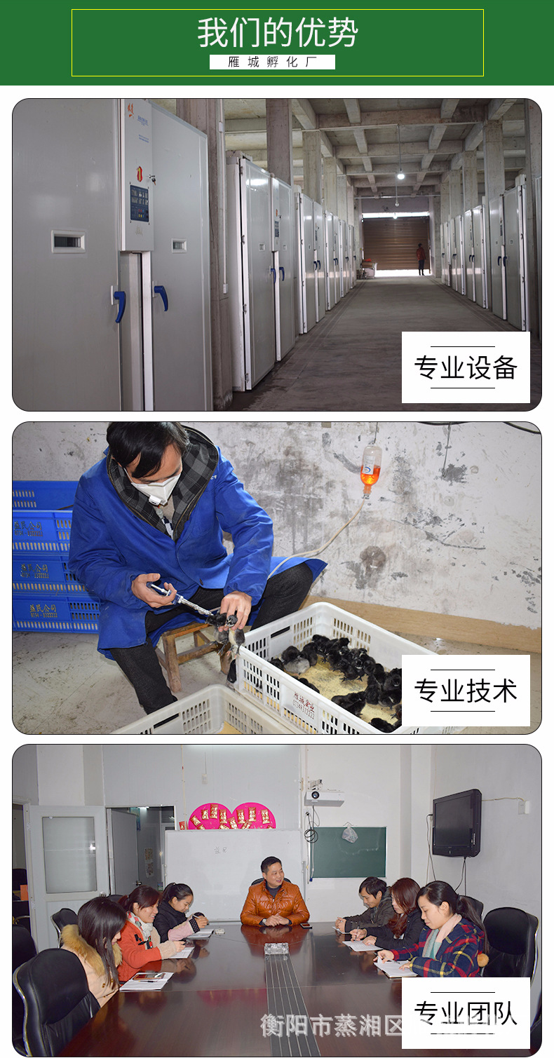 雁城詳情頁-青腳土雞苗_02.jpg