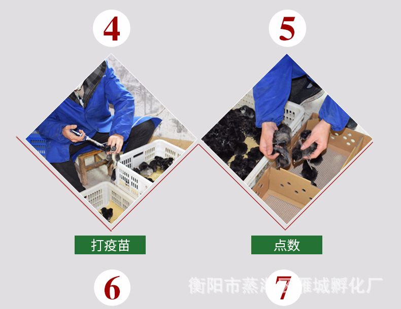 雁城詳情頁-青腳土雞苗_07.jpg