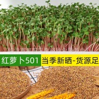 現(xiàn)貨批發(fā)水培紅桿蘿卜種子501水培蘿卜苗蘿卜芽當(dāng)季新種四季種植