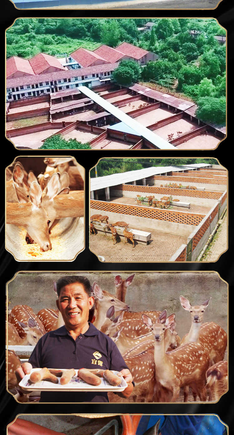 鮮鹿茸詳情2022_16.jpg